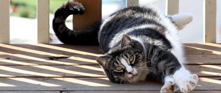 chat American shorthair